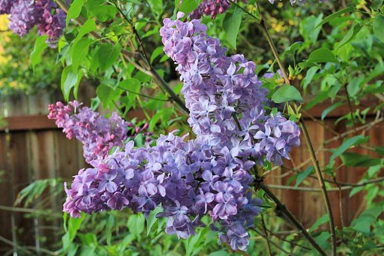 Fragrant French Lilac 10 Seeds Impressive Flowers 